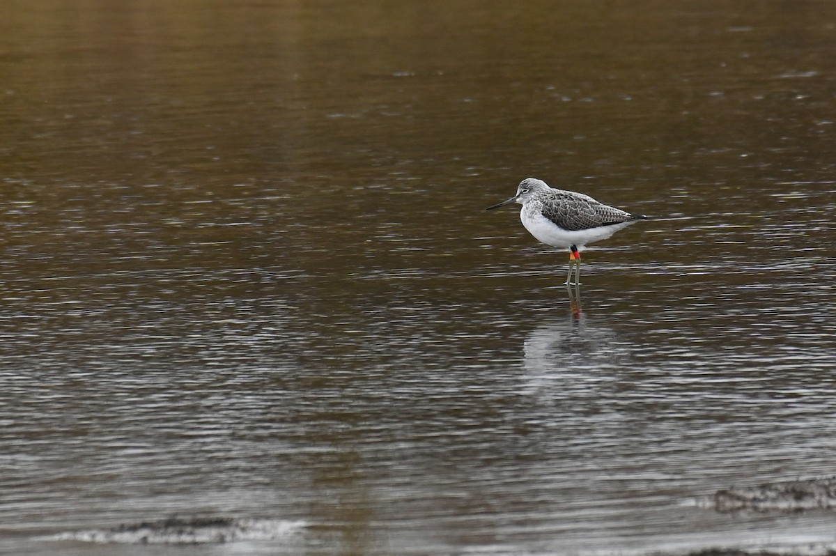 Common Greenshank - ML624157123