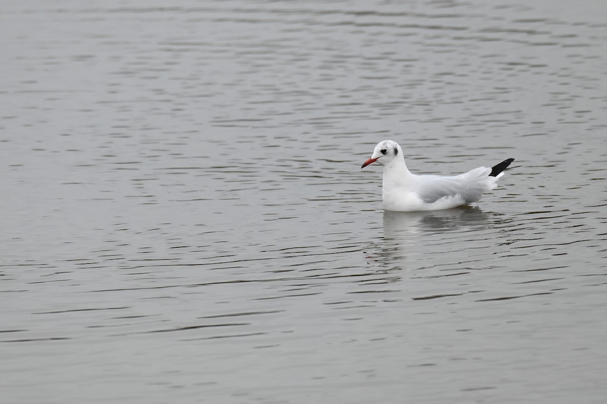 Black-headed Gull - ML624157125