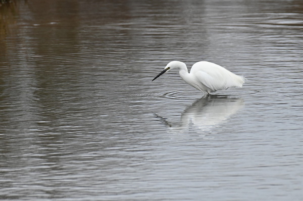 Little Egret (Western) - ML624157127