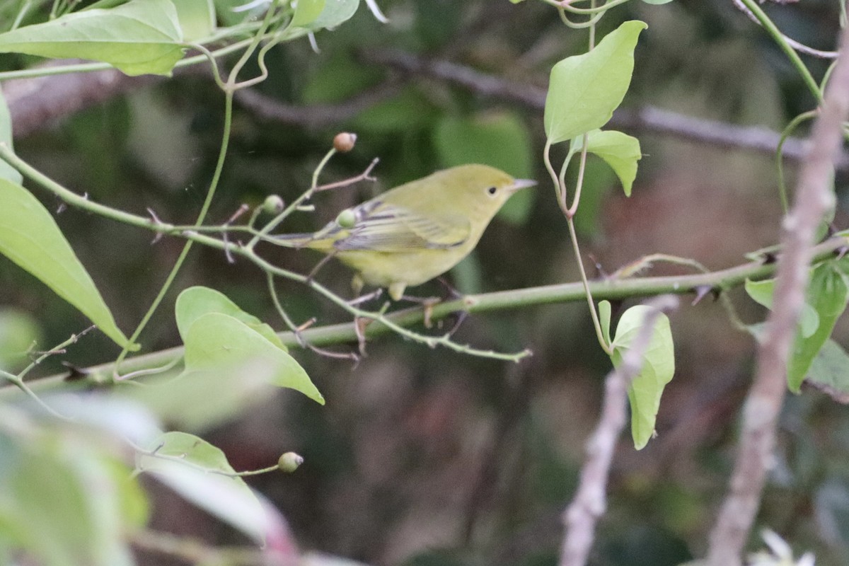 Yellow Warbler - ML624157128