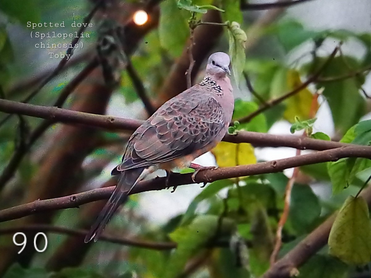 Spotted Dove - ML624157135