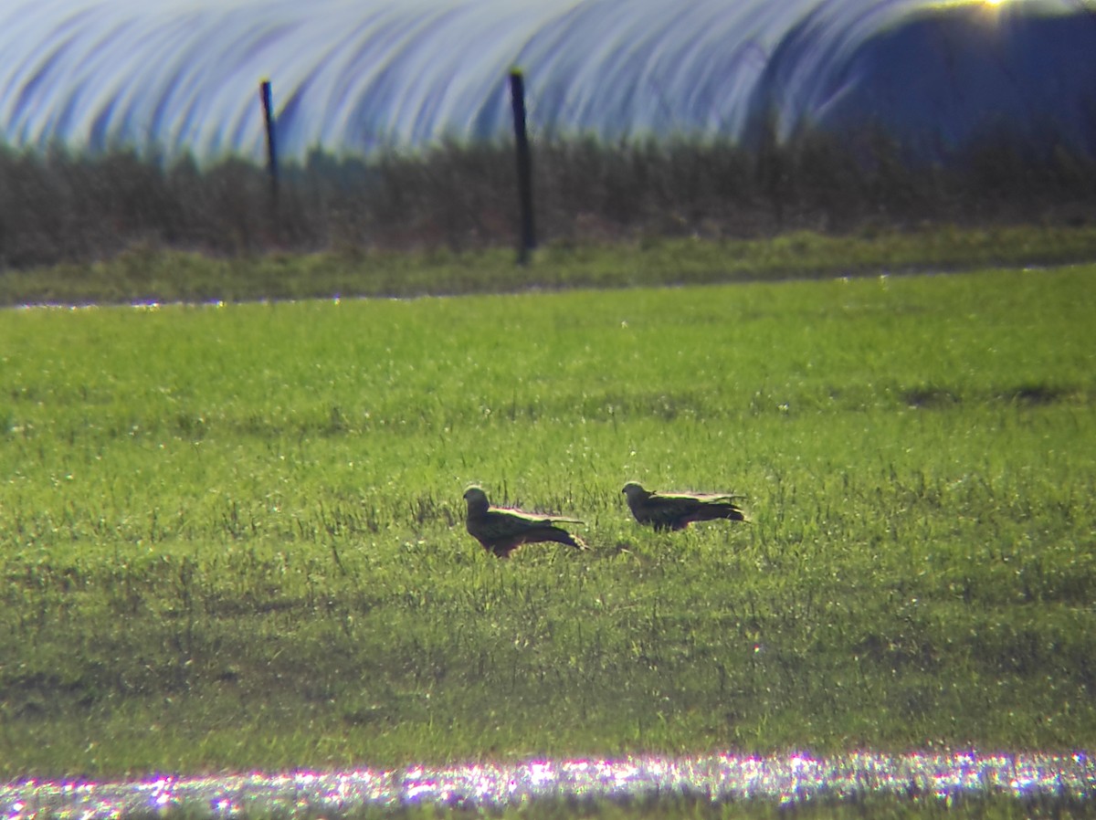 Red Kite - ML624157286