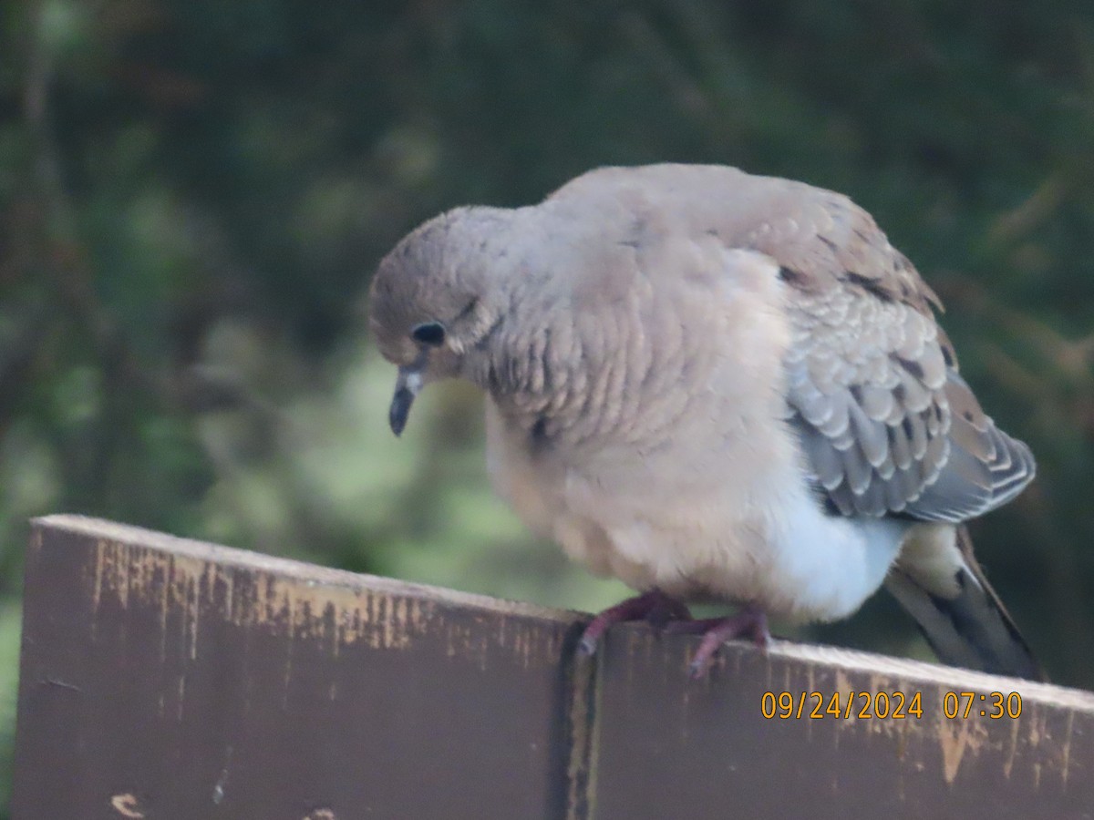 Mourning Dove - ML624157347