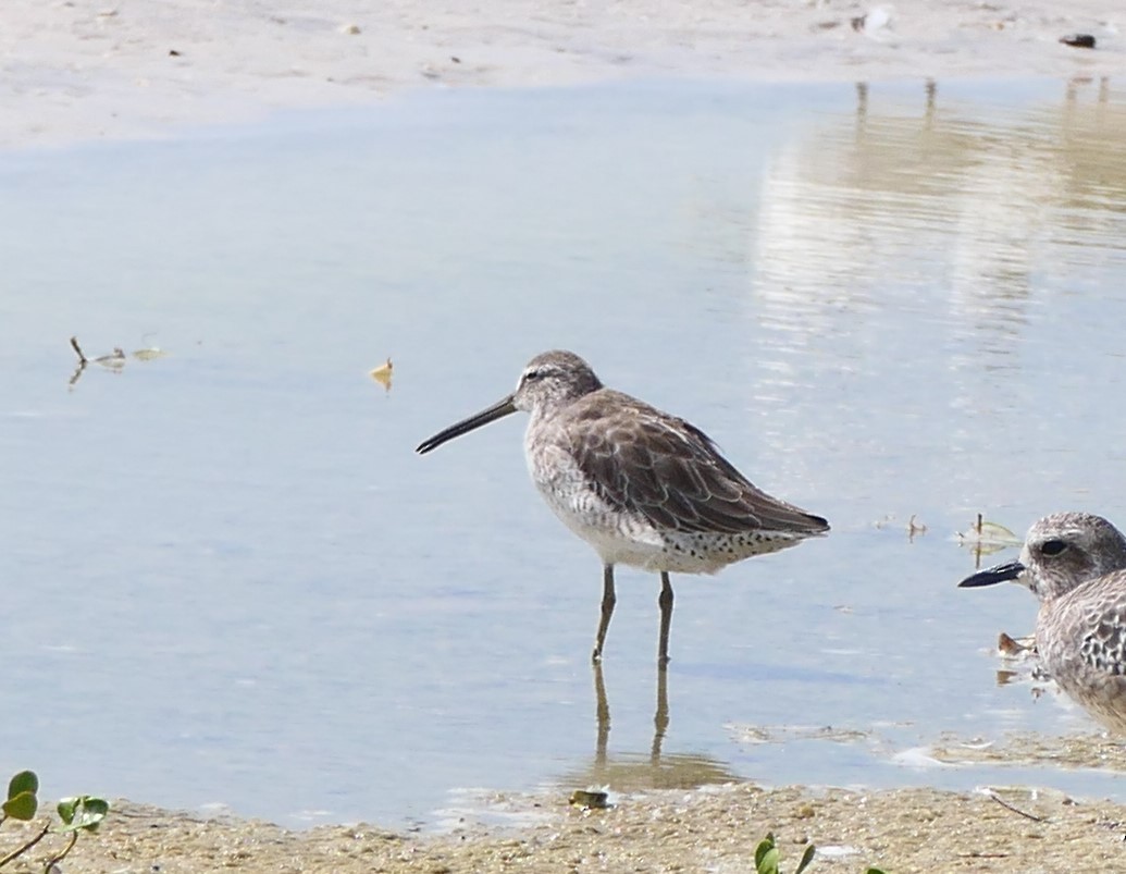 Short-billed Dowitcher - ML624157401