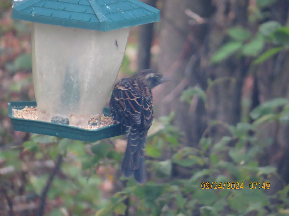 Red-winged Blackbird - ML624157420