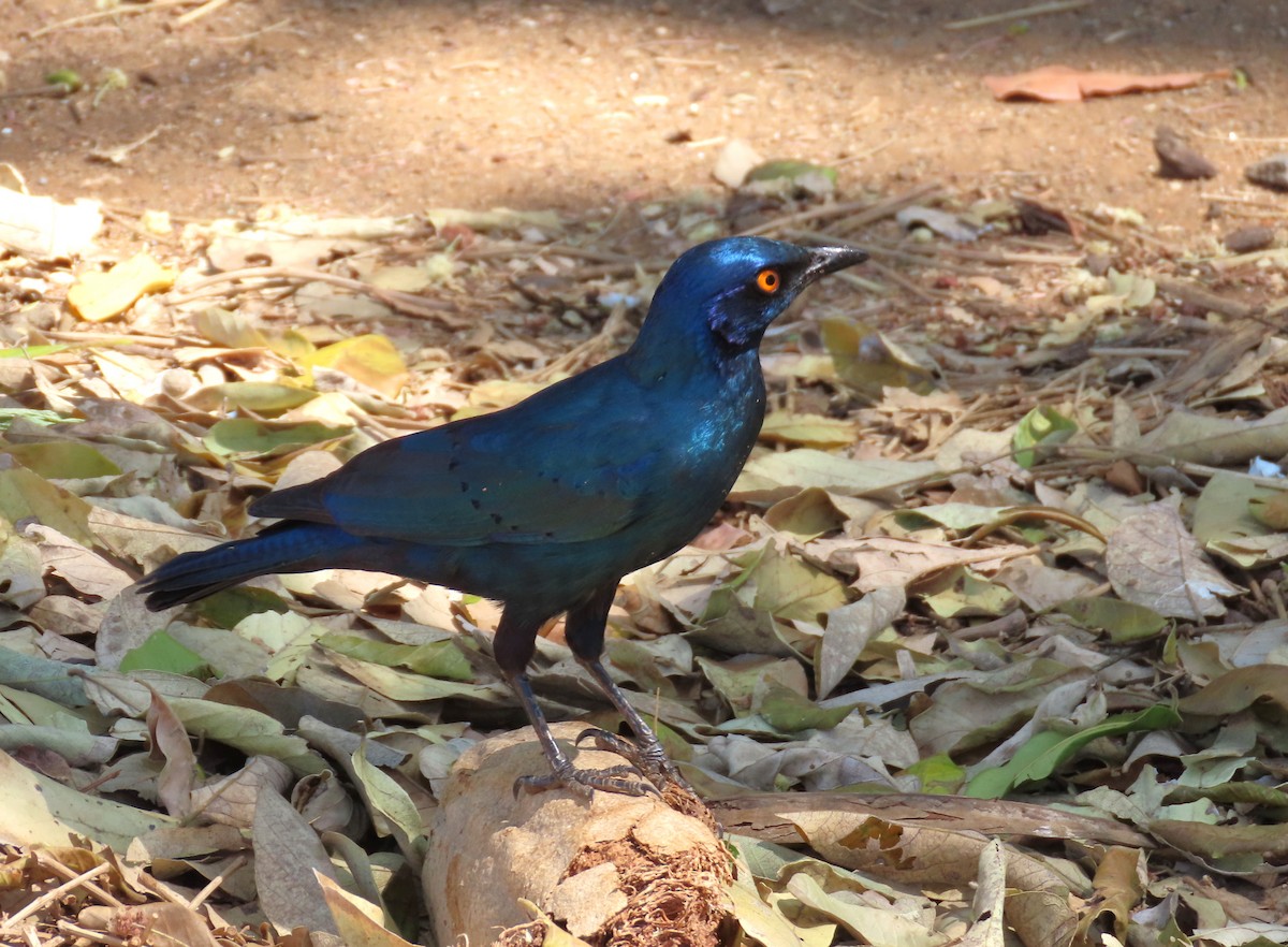 Greater Blue-eared Starling - ML624157437