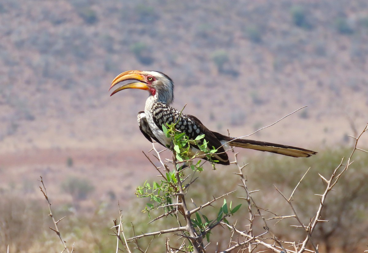 Southern Yellow-billed Hornbill - ML624157459