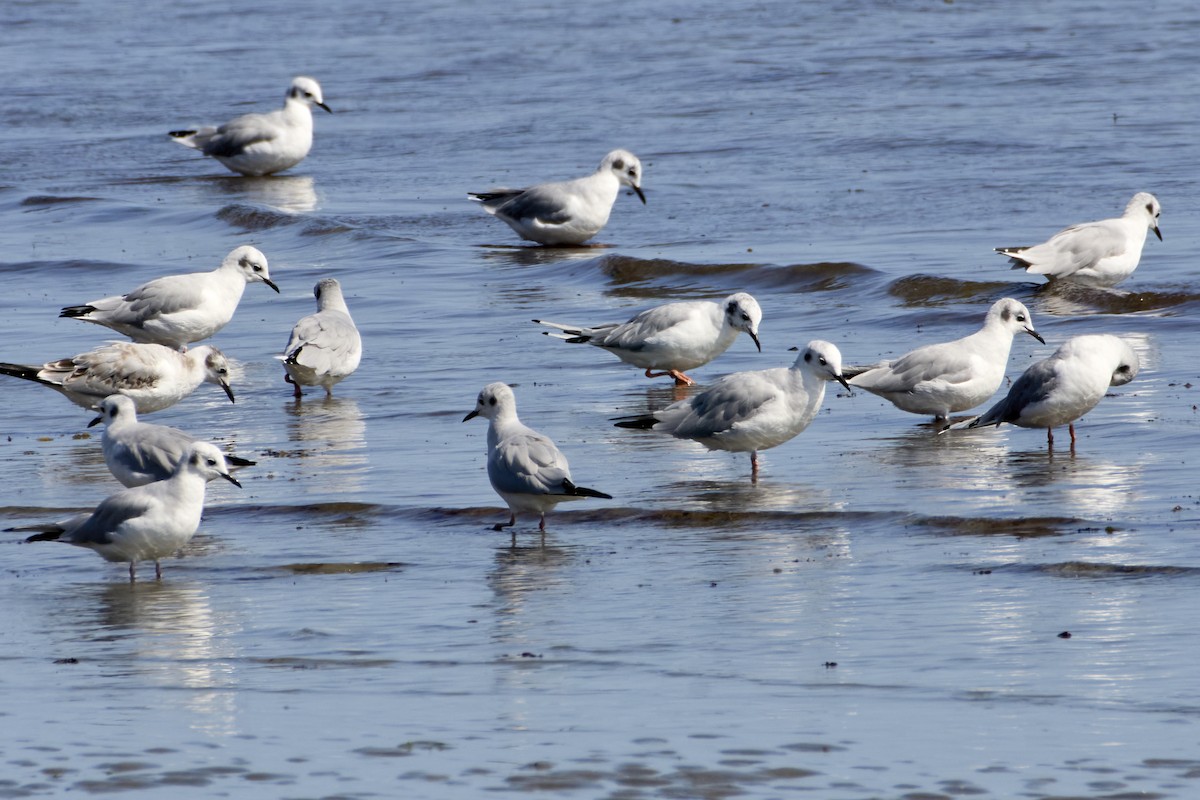 Gaviota de Bonaparte - ML624157466