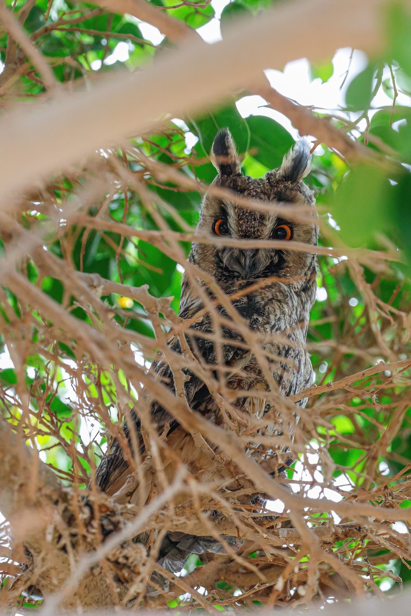 Long-eared Owl - Adam Bowley