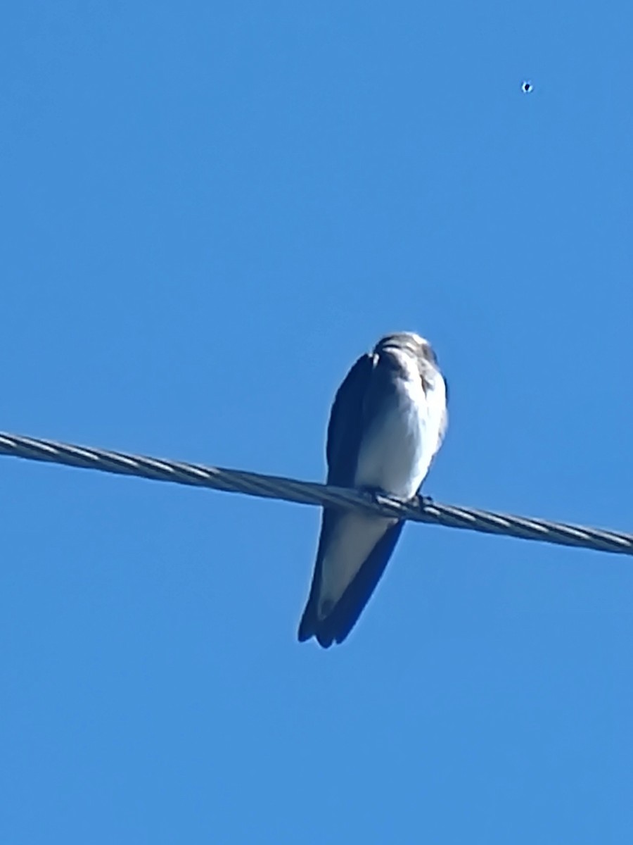 Tree Swallow - ML624157477