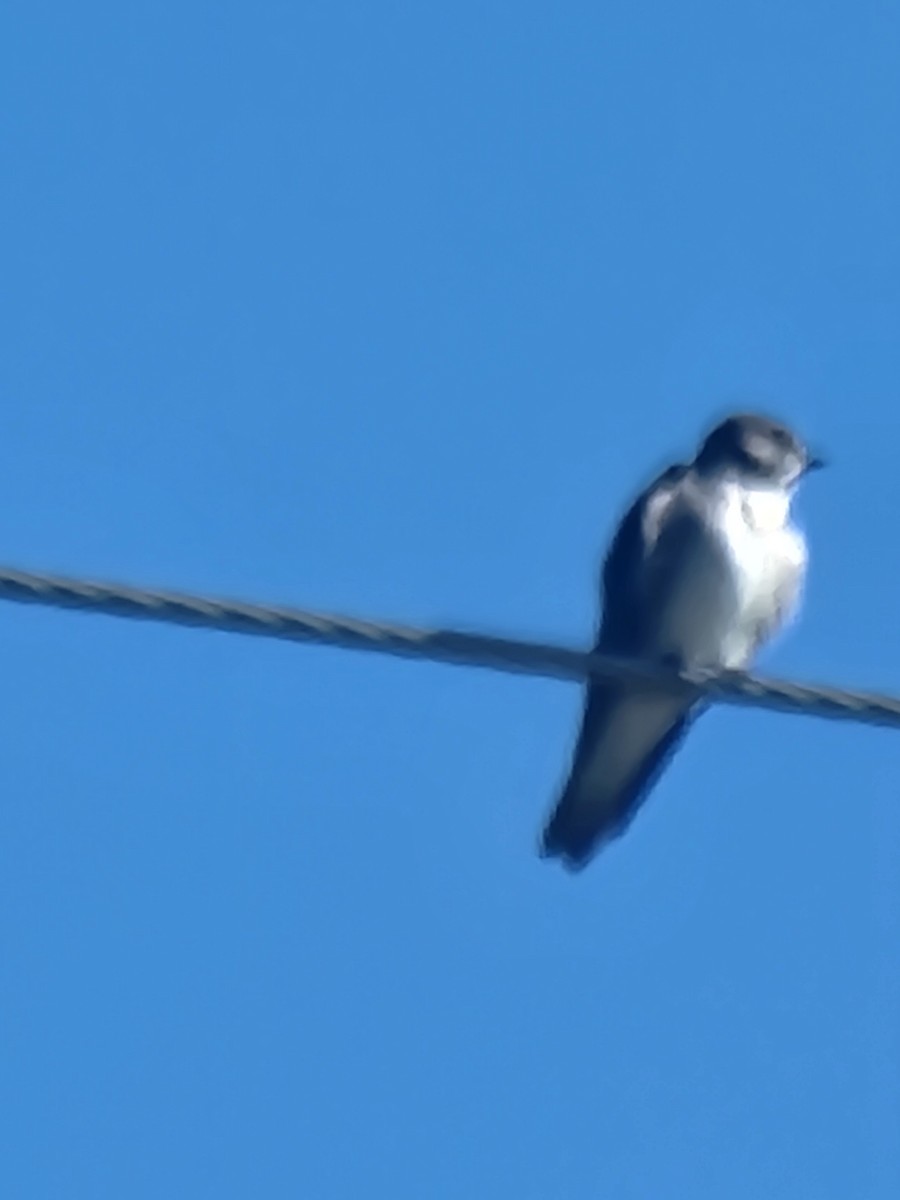 Tree Swallow - ML624157478