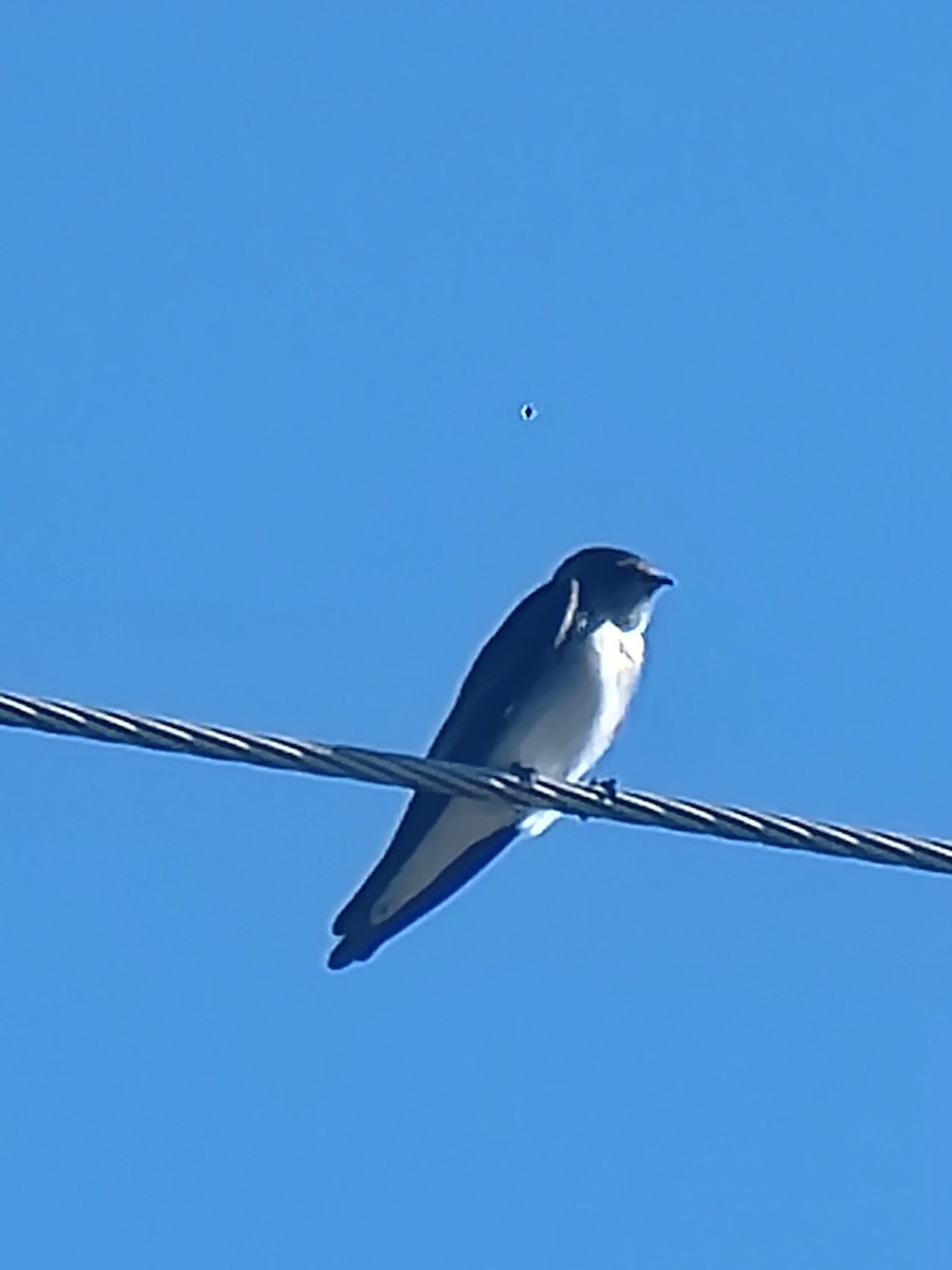 Tree Swallow - ML624157479