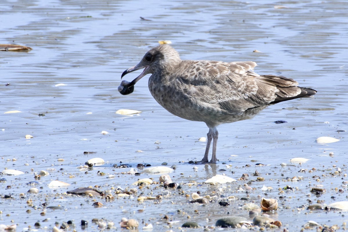 Gaviota Argéntea - ML624157488