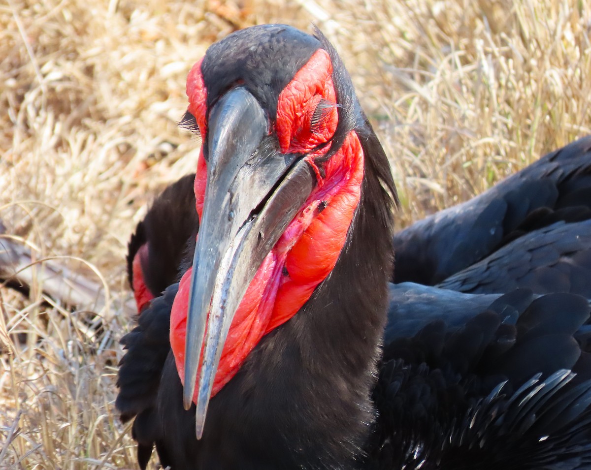 Southern Ground-Hornbill - ML624157490