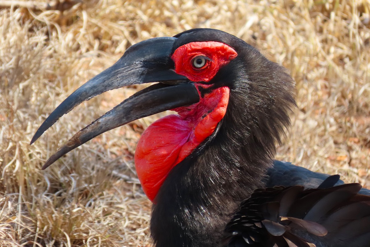 Southern Ground-Hornbill - ML624157491