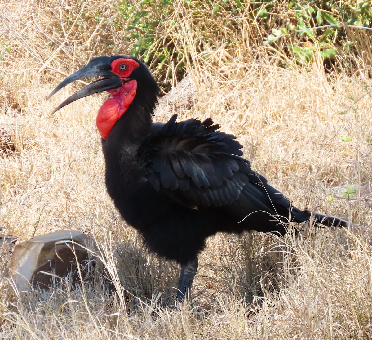 Southern Ground-Hornbill - ML624157492