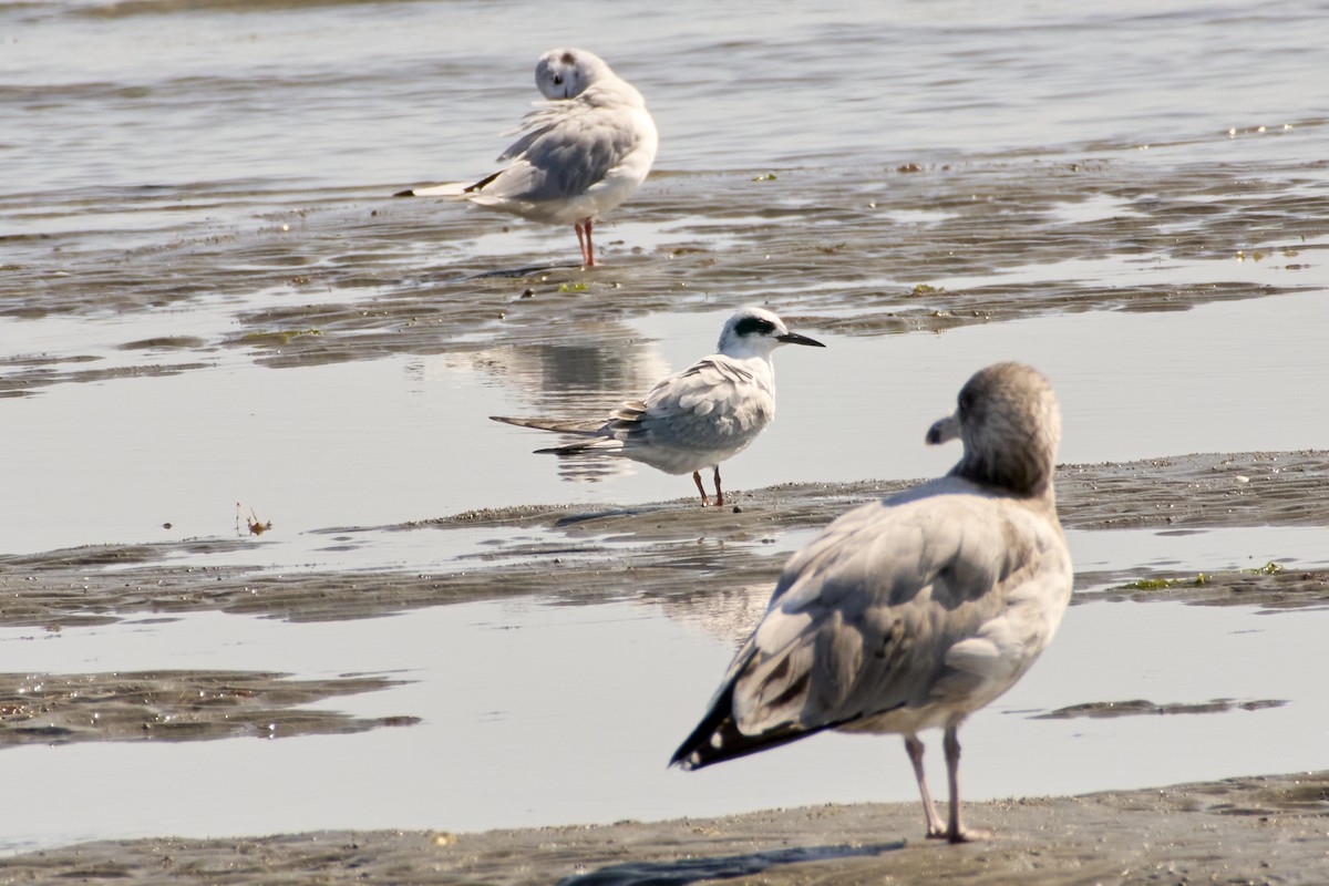 Forster's Tern - Jay Dia