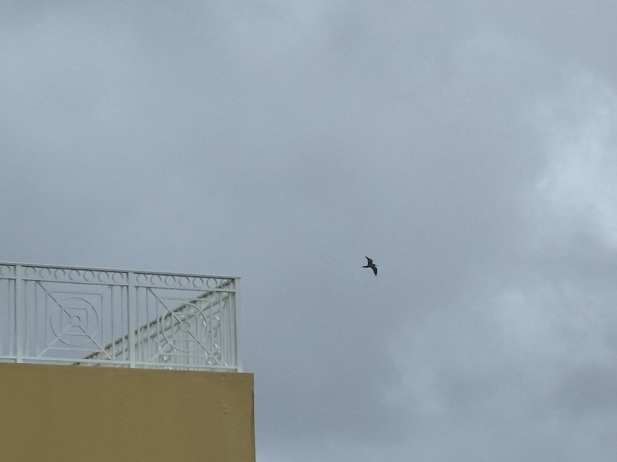 Brown Noddy - ML624157527