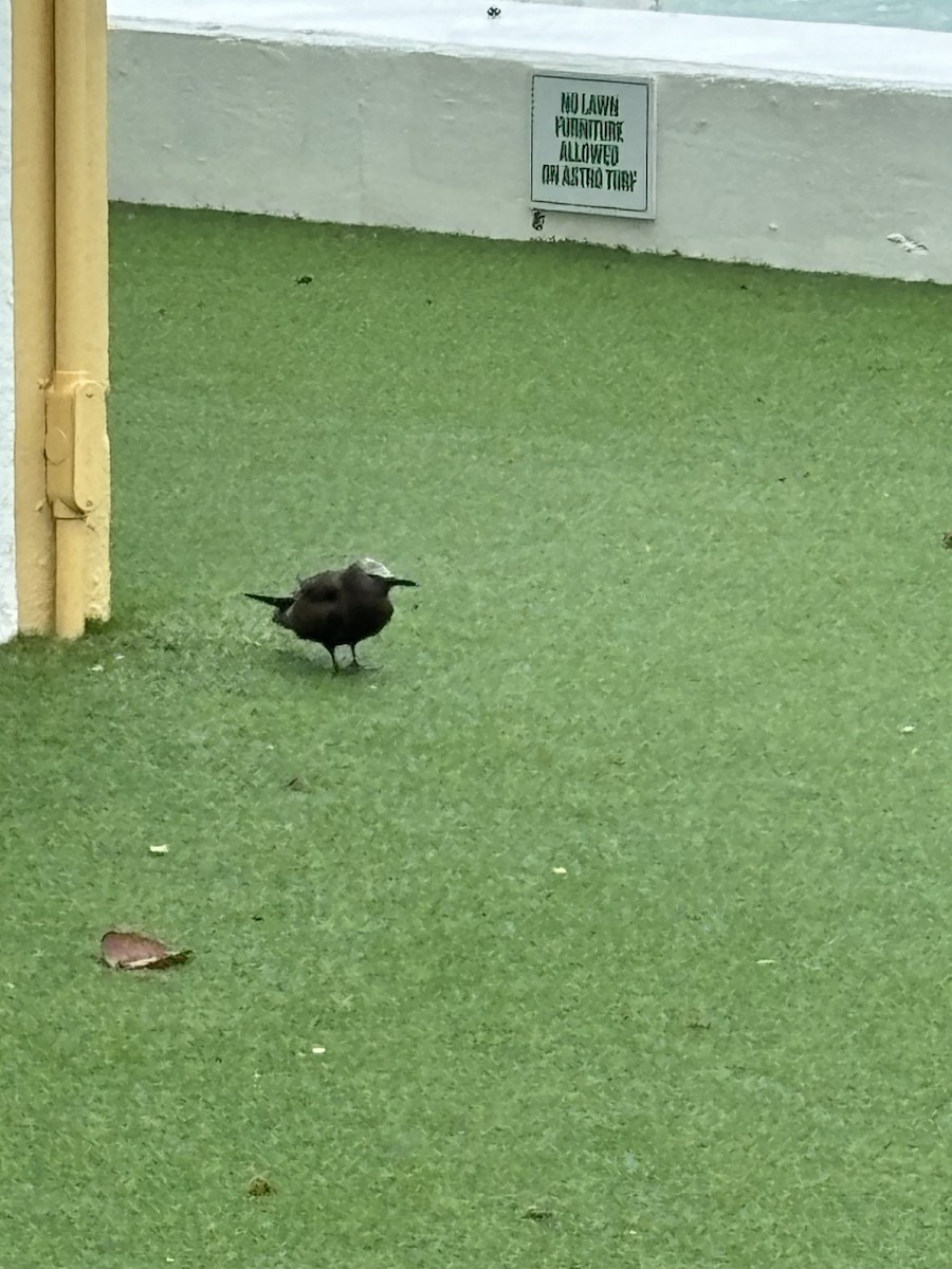 Brown Noddy - ML624157528