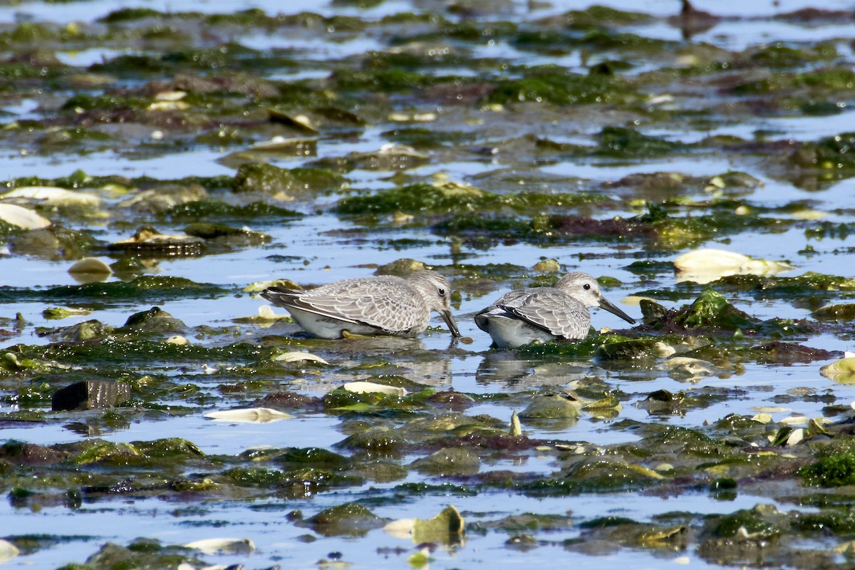 Red Knot - Jay Dia