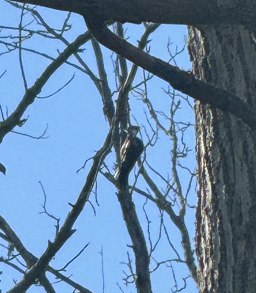 Pileated Woodpecker - ML624157551