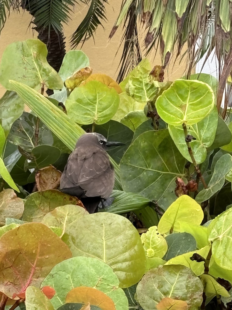 Brown Noddy - ML624157562