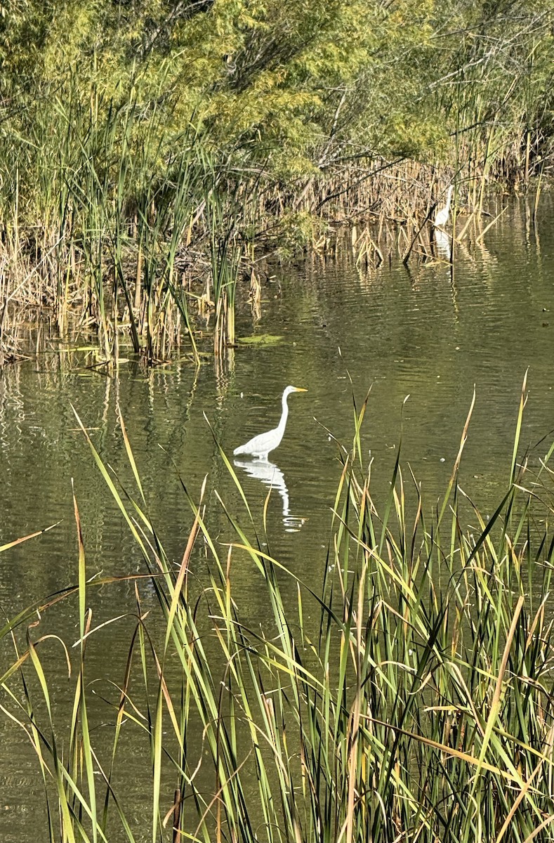 Цасч дэглий - ML624157564