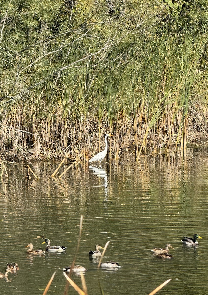 Цасч дэглий - ML624157565