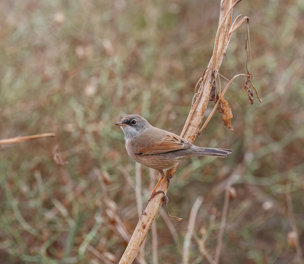Sterpazzola della Sardegna - ML624157570
