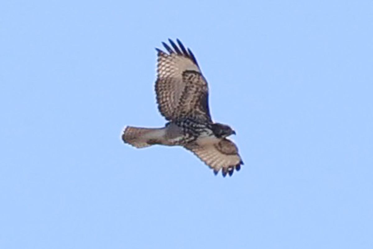 Red-tailed Hawk - Sandy Pringle