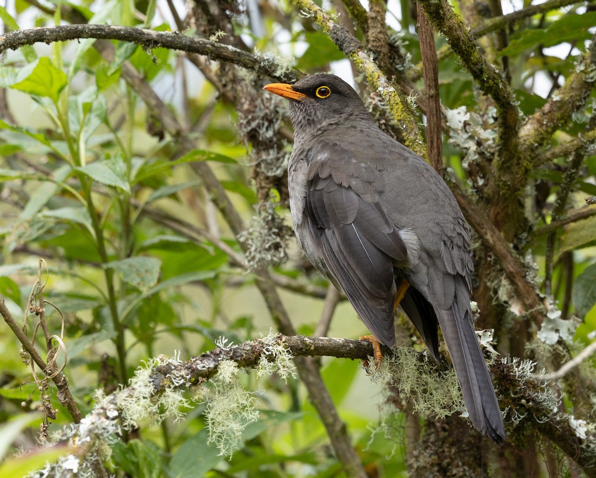 Great Thrush - ML624157604