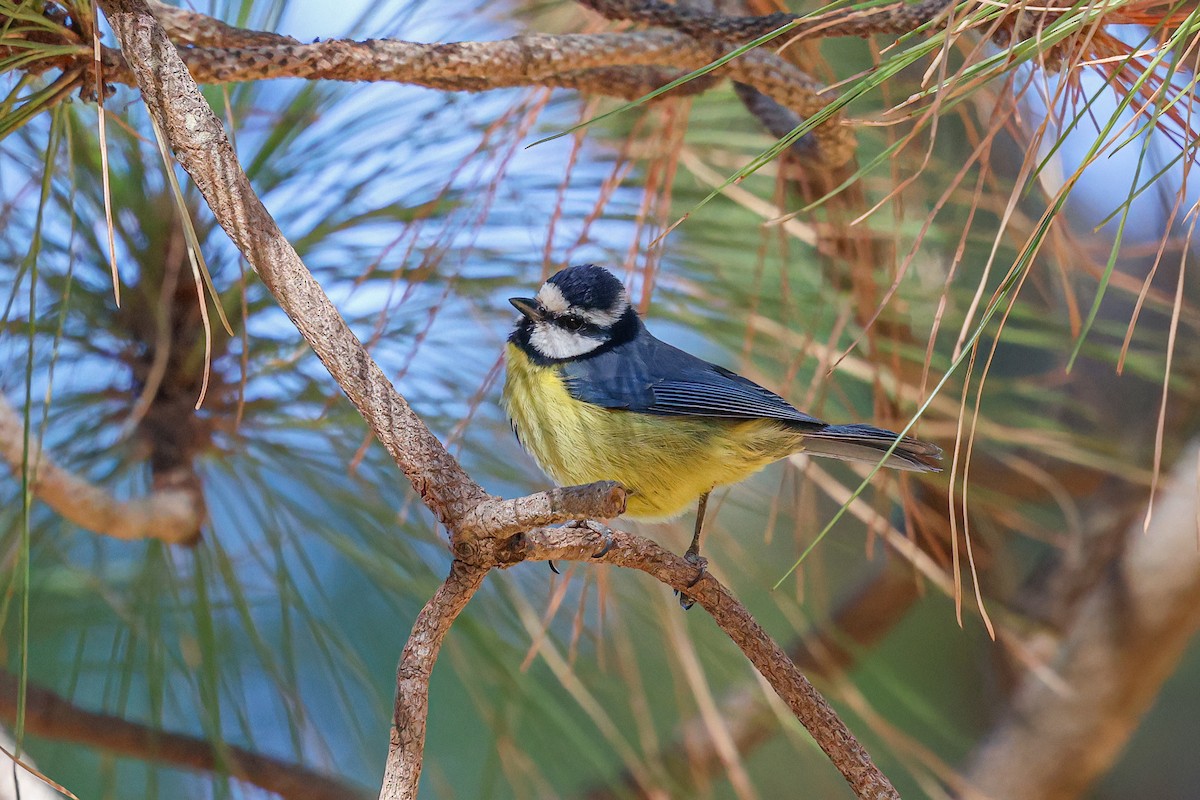 Cinciarella algerina - ML624157643