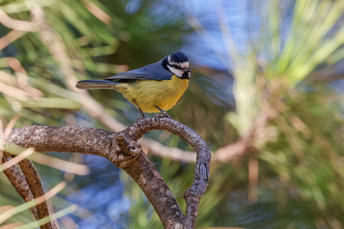 Cinciarella algerina - ML624157644