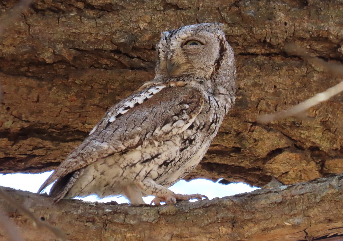 African Scops-Owl - ML624157686