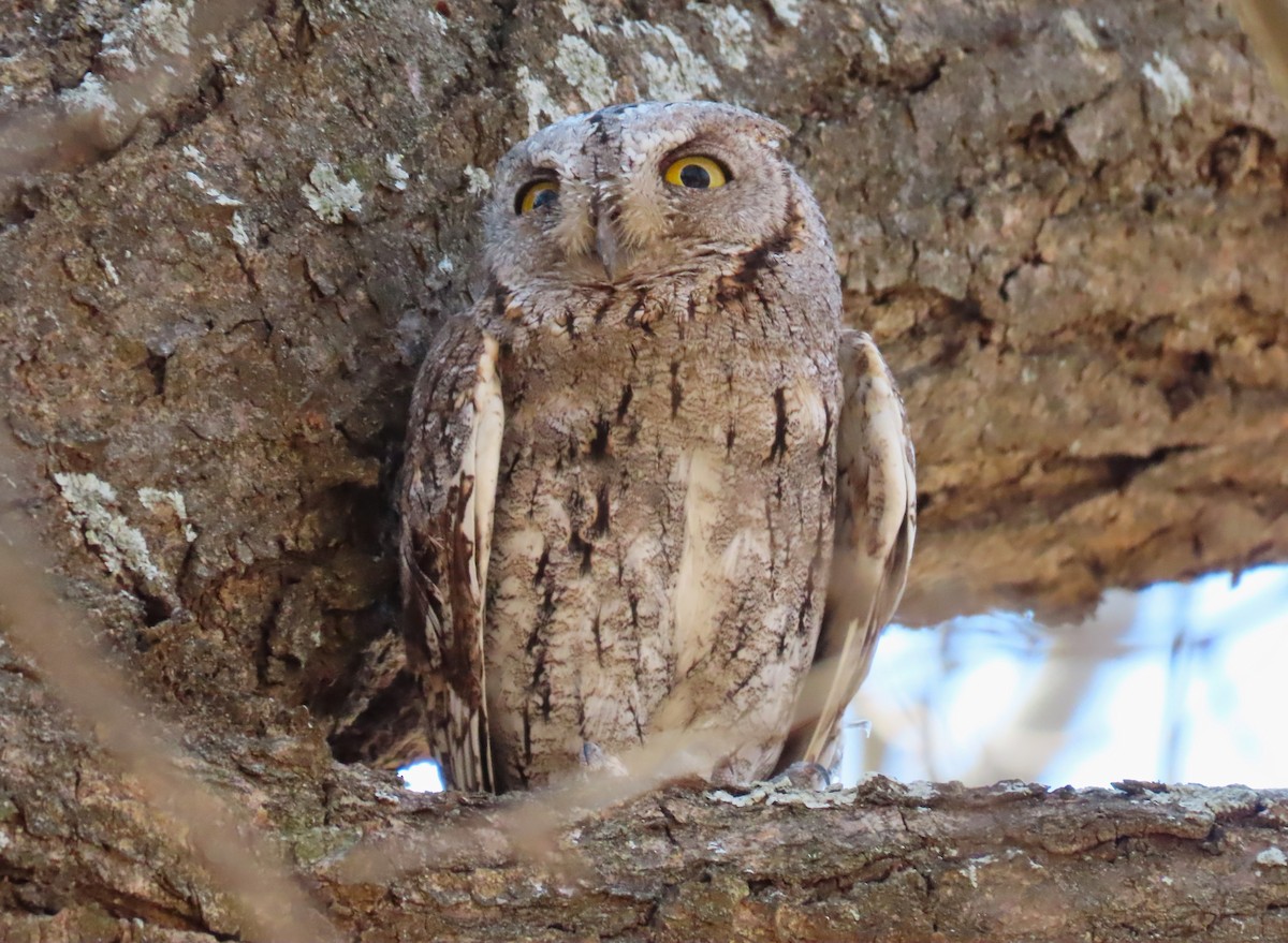 African Scops-Owl - ML624157687