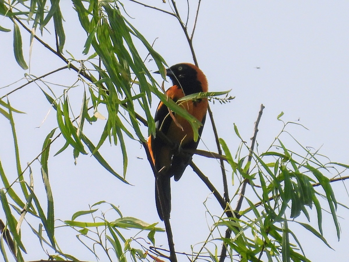 Orange-backed Troupial - ML624157694