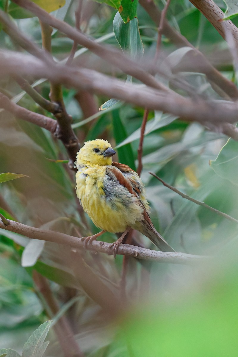Sudan Golden Sparrow - ML624157708