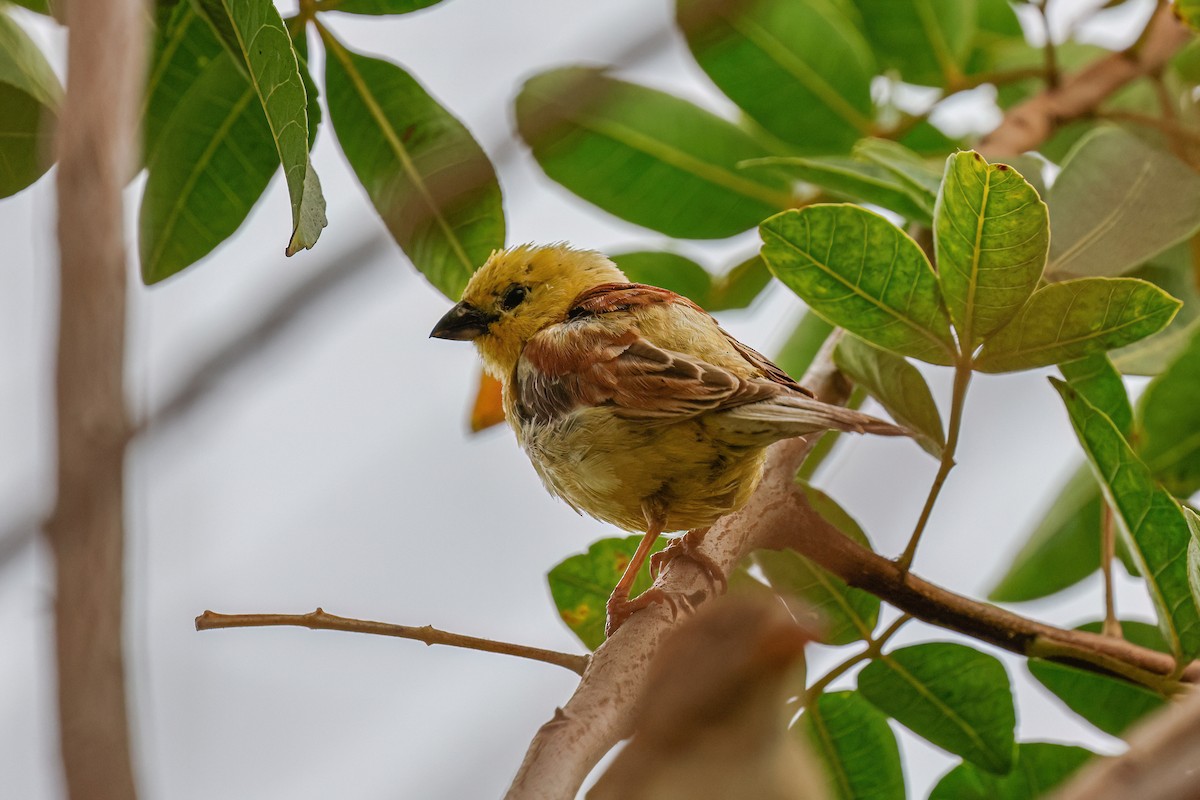 Sudan Golden Sparrow - ML624157710