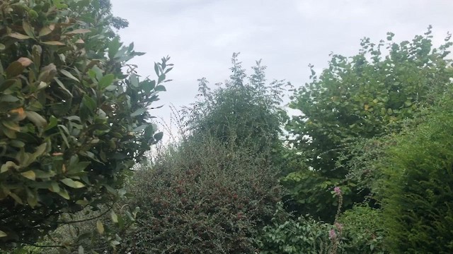 Борлог дууч шувуу - ML624157718