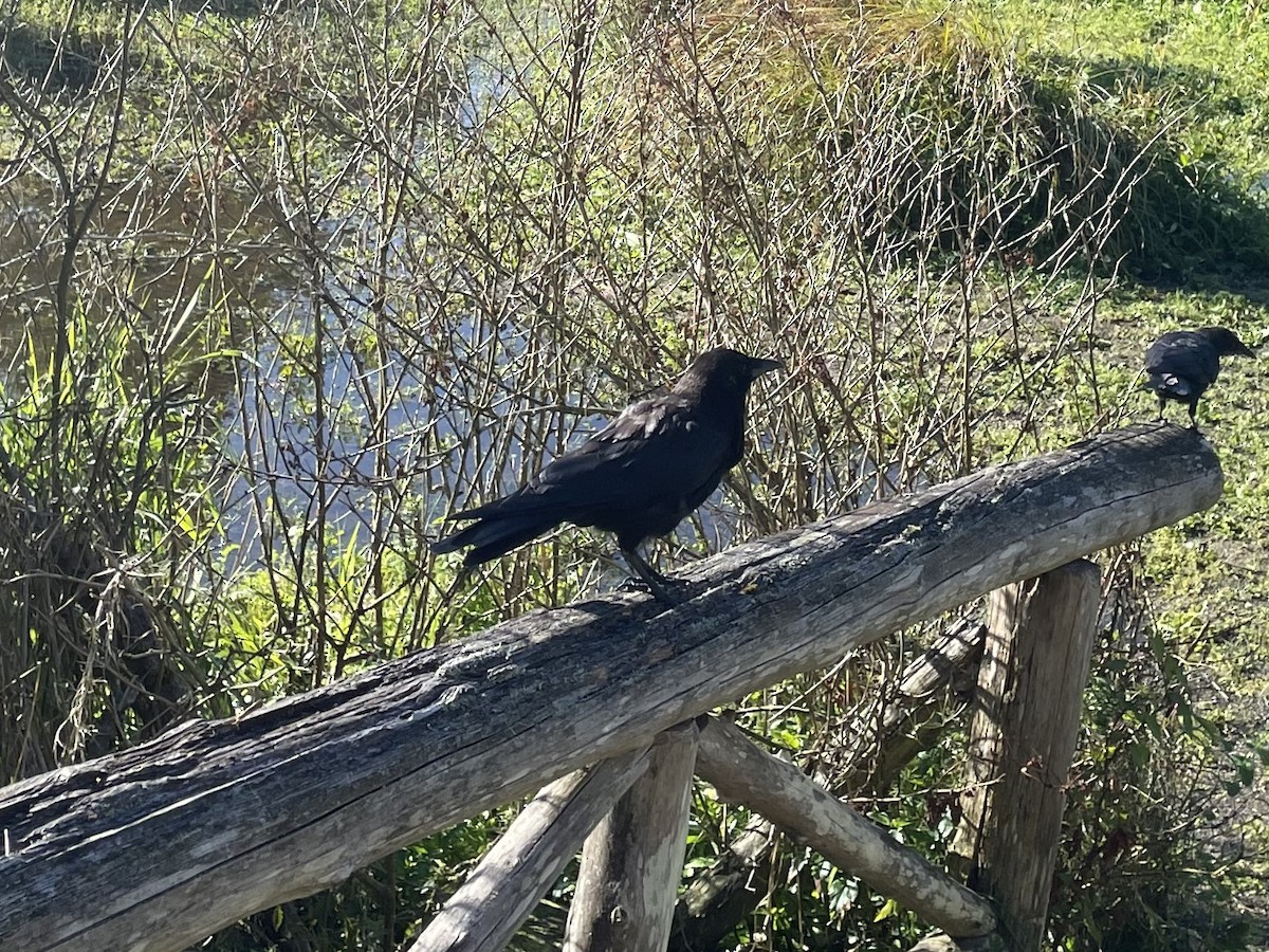 American Crow - ML624157720
