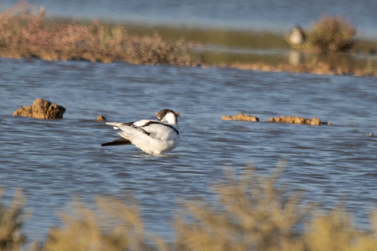 Pied Avocet - ML624157738