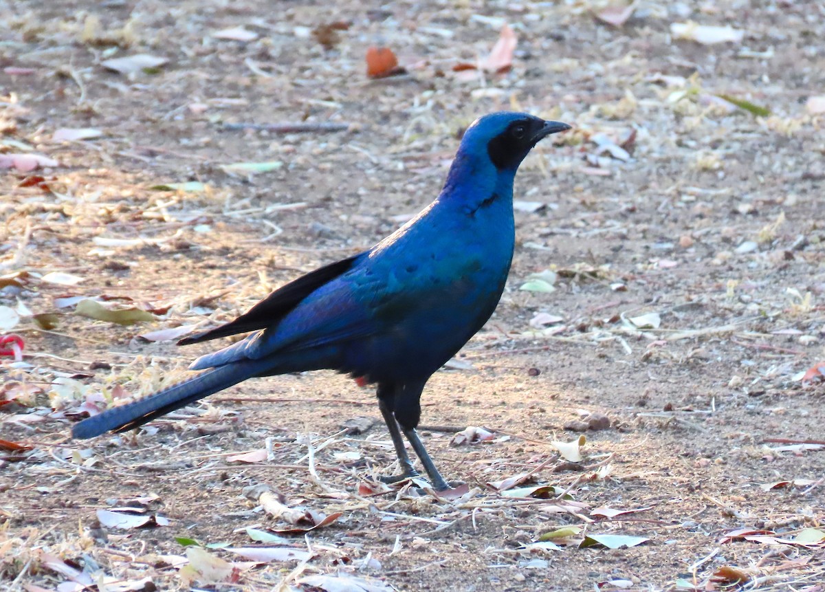 Burchell's Starling - ML624157744