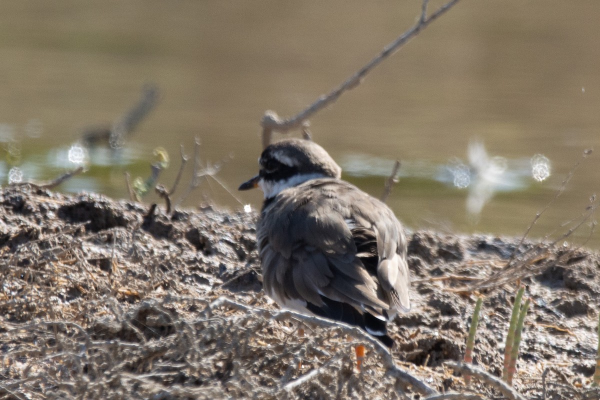 Common Ringed Plover - ML624157752