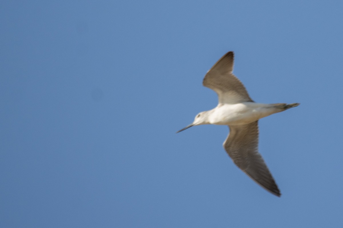 Marsh Sandpiper - ML624157758