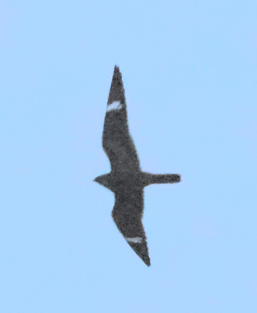 Common Nighthawk - ML624157767