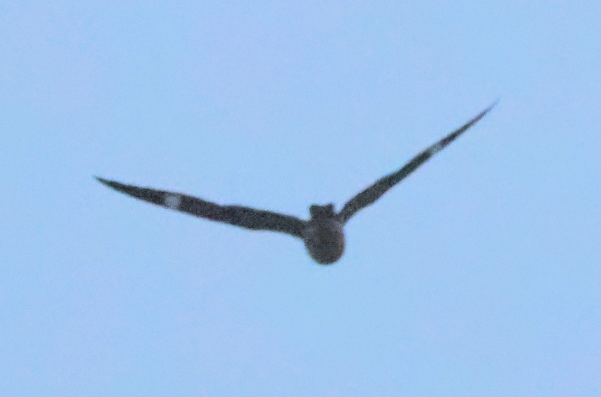 Common Nighthawk - Dave Czaplak