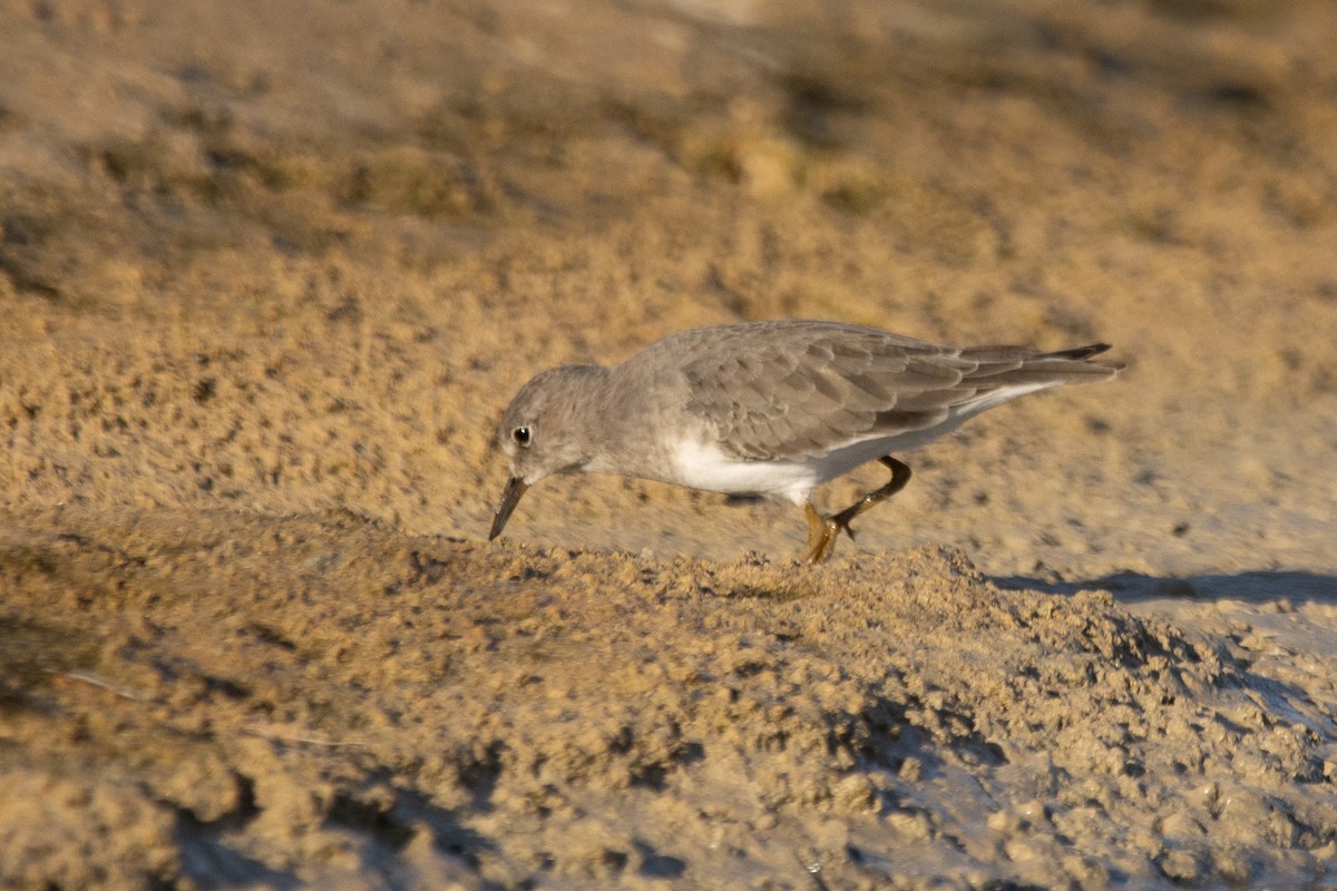 Temminck's Stint - ML624157775