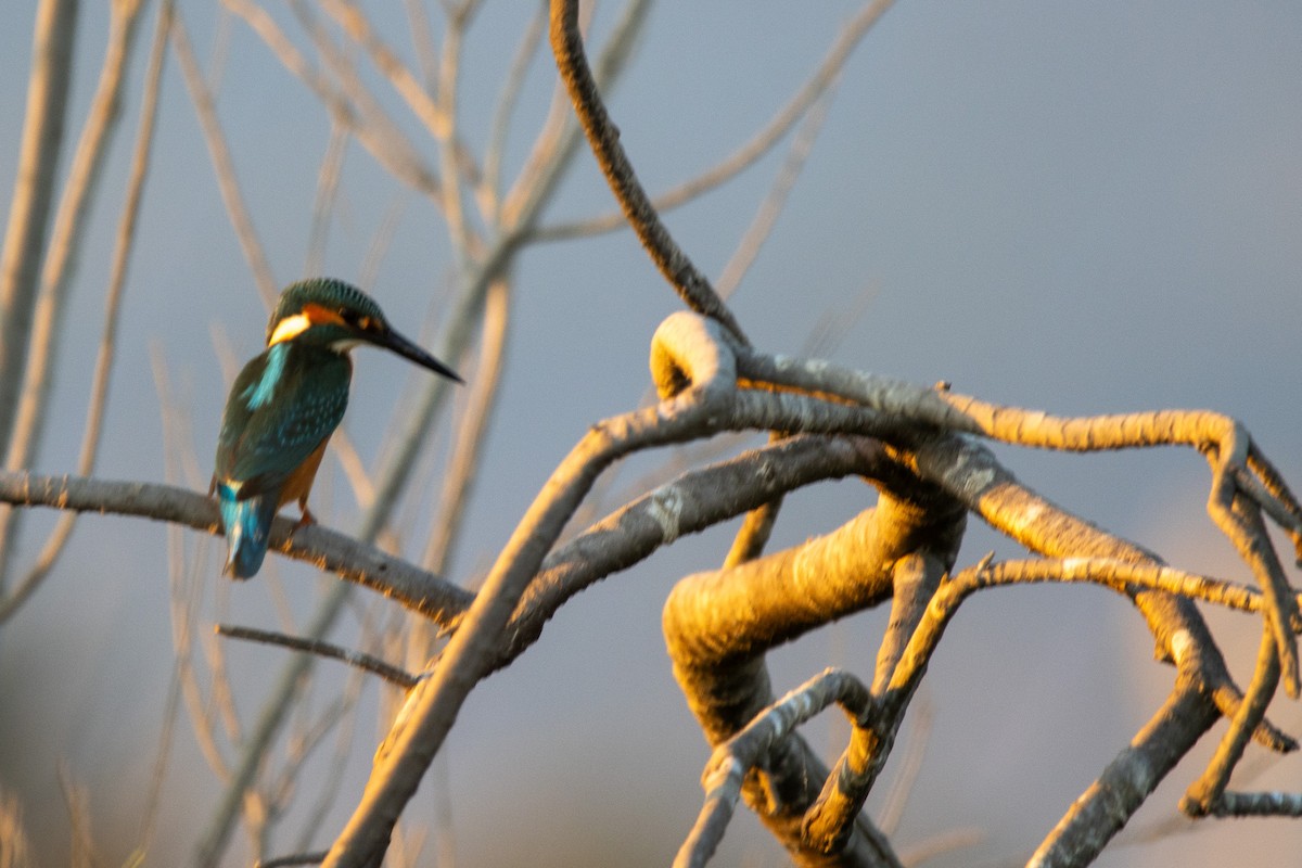 Common Kingfisher - ML624157787