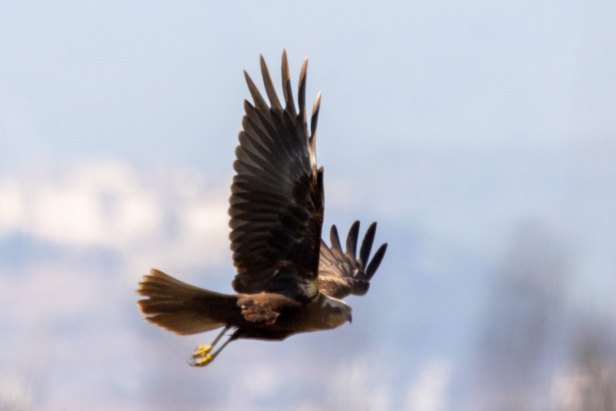 Western Marsh Harrier - ML624157798