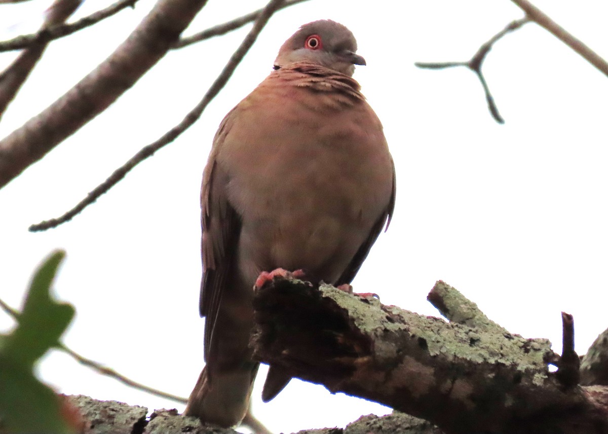 Mourning Collared-Dove - ML624157803